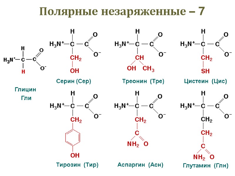 Полярные незаряженные – 7 Глицин  Гли